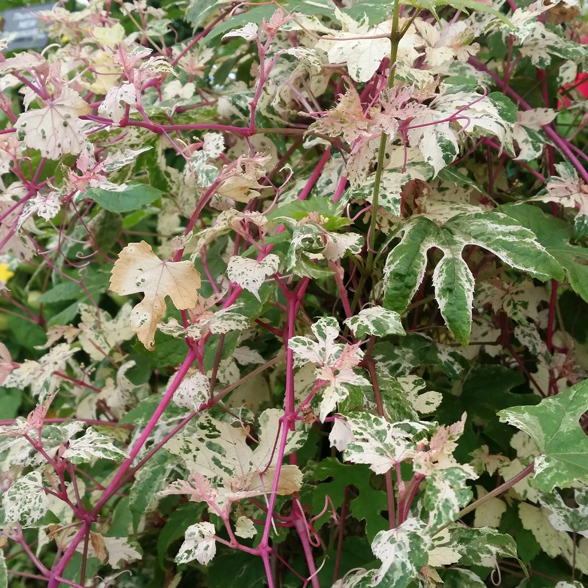 Ampelopsis brevipendunculata Elegans (Porcelain Vine)