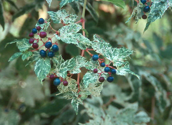 Ampelopsis brevipendunculata Elegans (Porcelain Vine) - Image 4