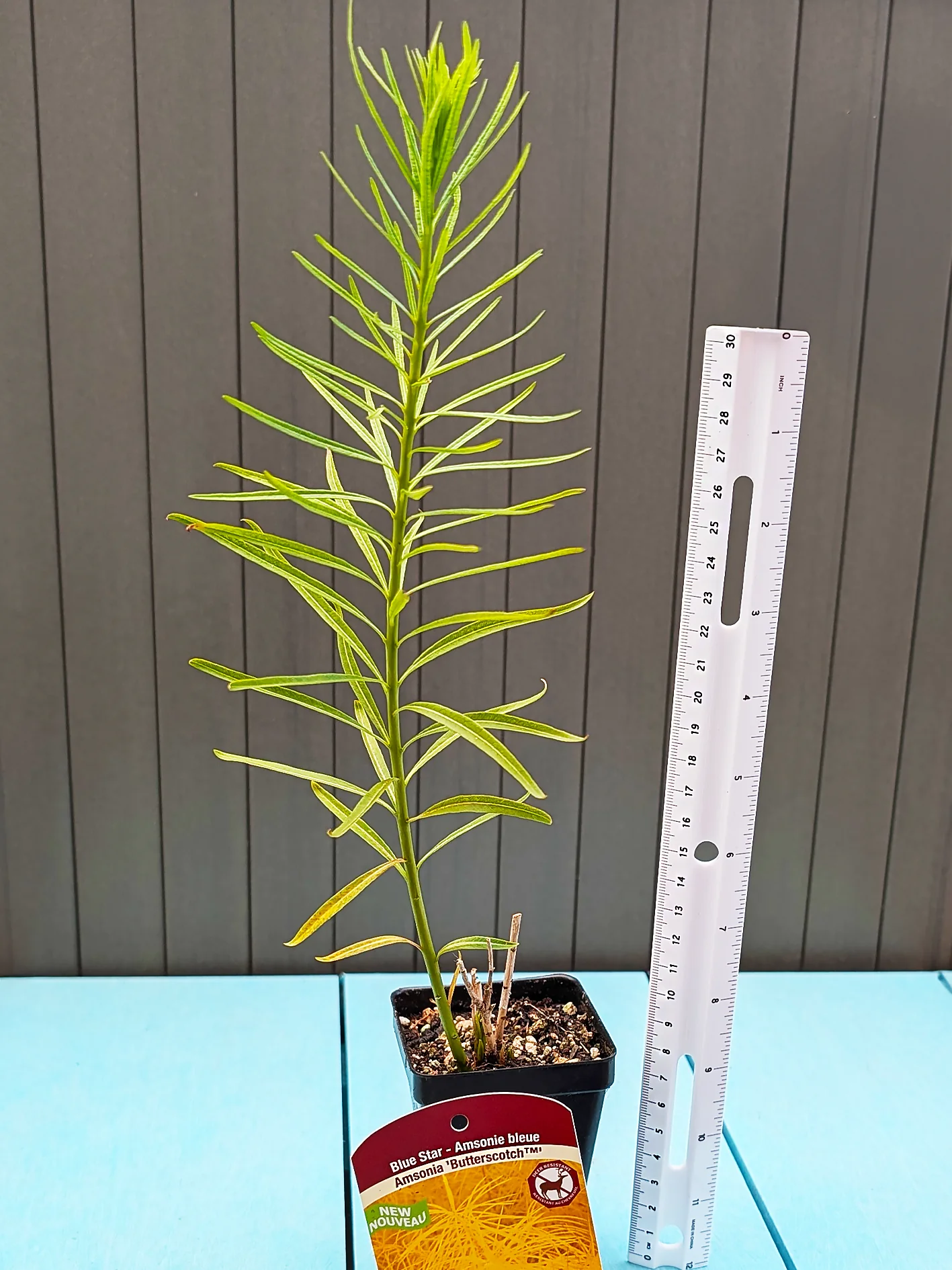 Amsonia - Butterscotch, 1 Pack - Image 3
