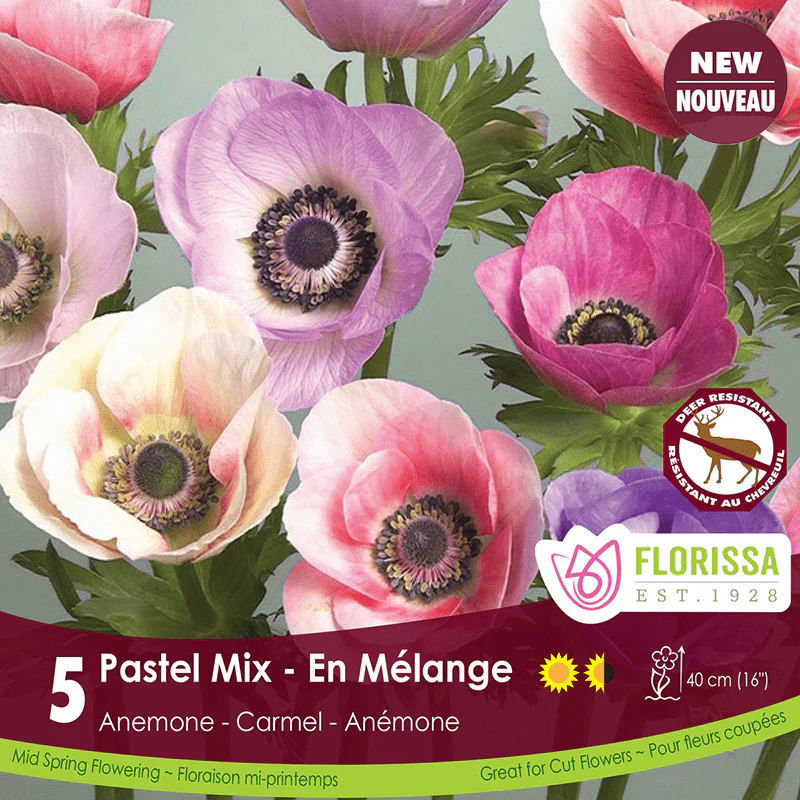 Anemone - Carmel Pastel Mix, 5 Pack