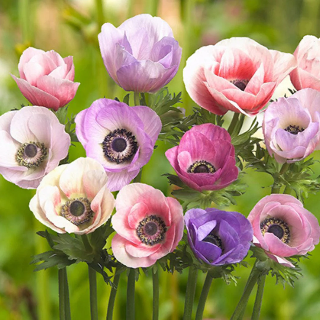 Anemone - Carmel Pastel Mix, 5 Pack - Image 2