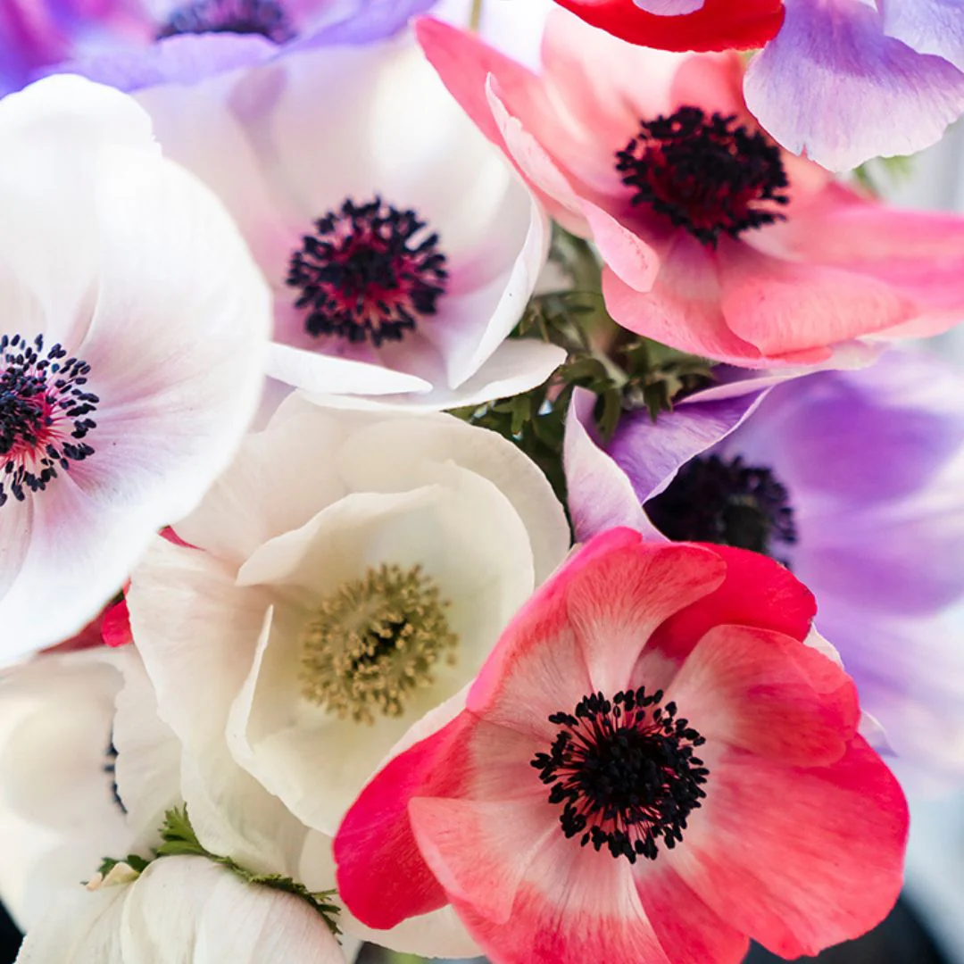 Anemone - Carmel Pastel Mix, 5 Pack - Image 3