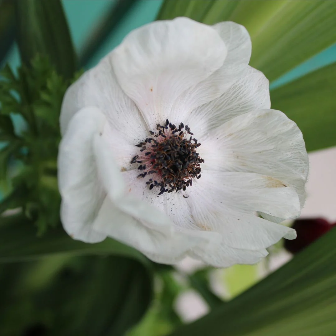 Anemone - White (Spring), 5 Pack - Image 3