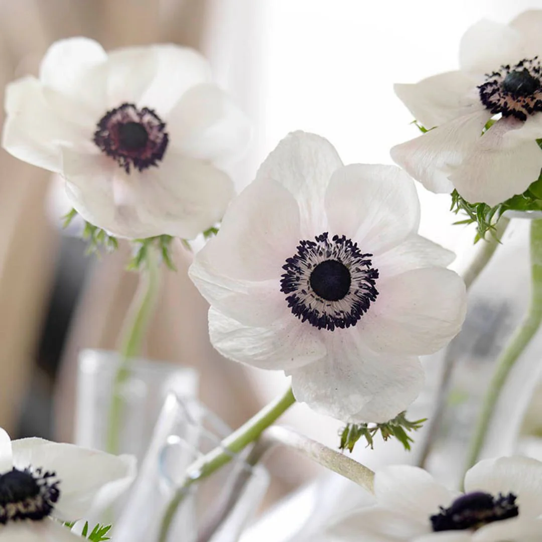Anemone - White (Spring), 5 Pack - Image 4