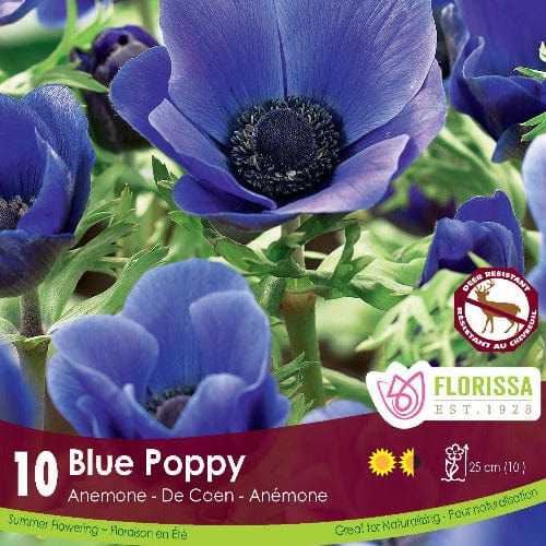 Anemone - De Caen Blue Poppy (Spring) 10 Pack
