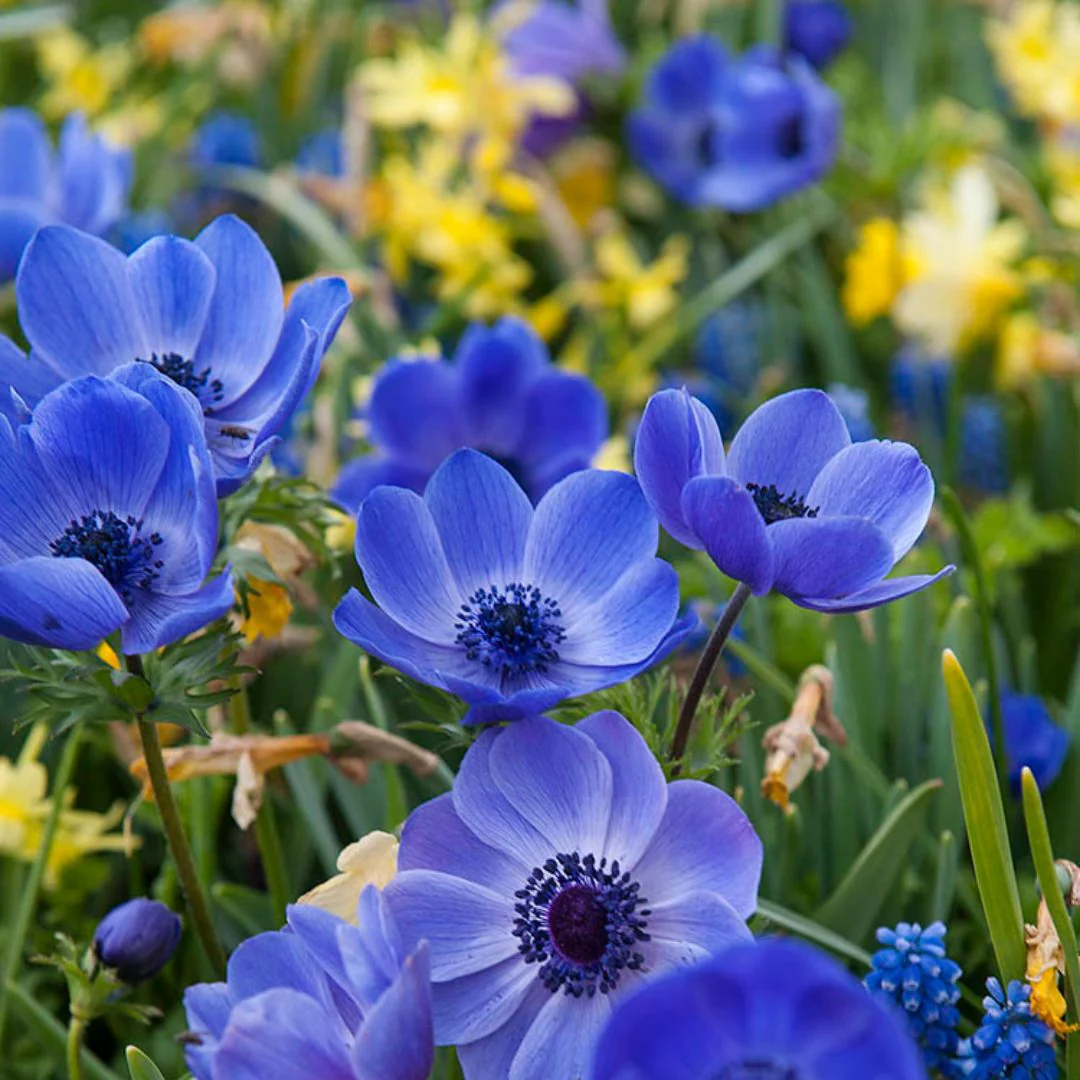 Anemone - De Caen Blue Poppy (Spring) 10 Pack - Image 2