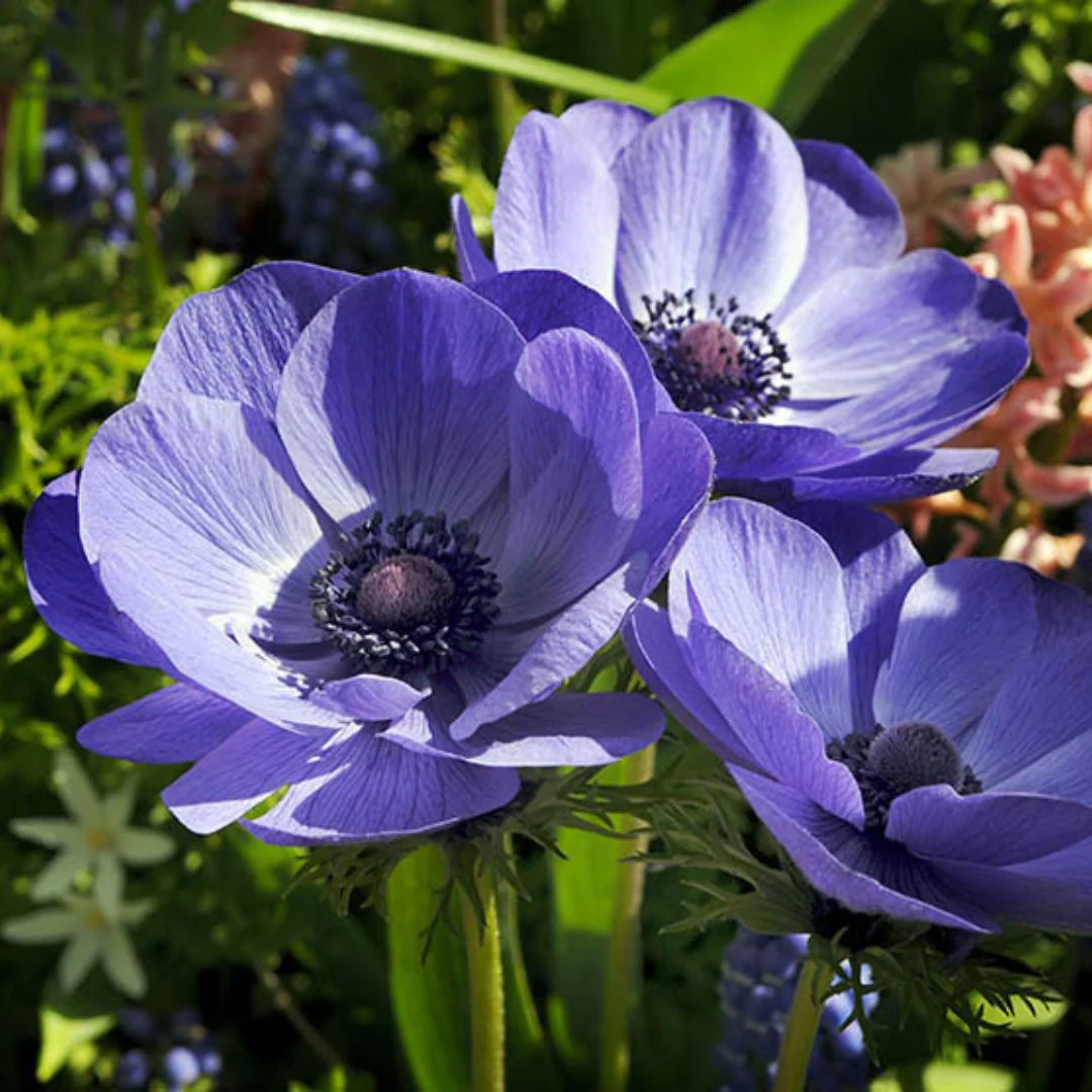 Anemone - De Caen Blue Poppy (Spring) 10 Pack - Image 3