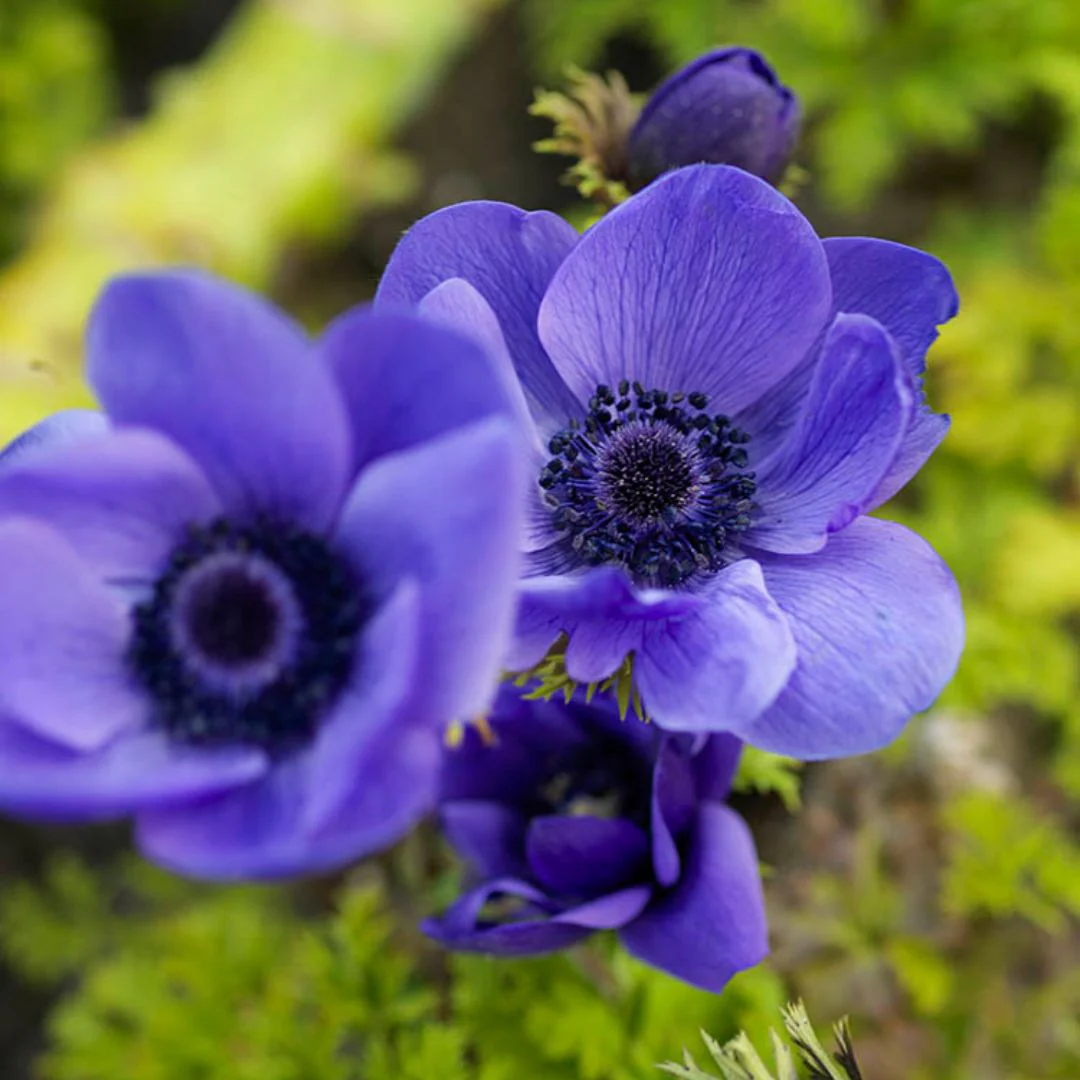 Anemone - De Caen Blue Poppy (Spring) 10 Pack - Image 4