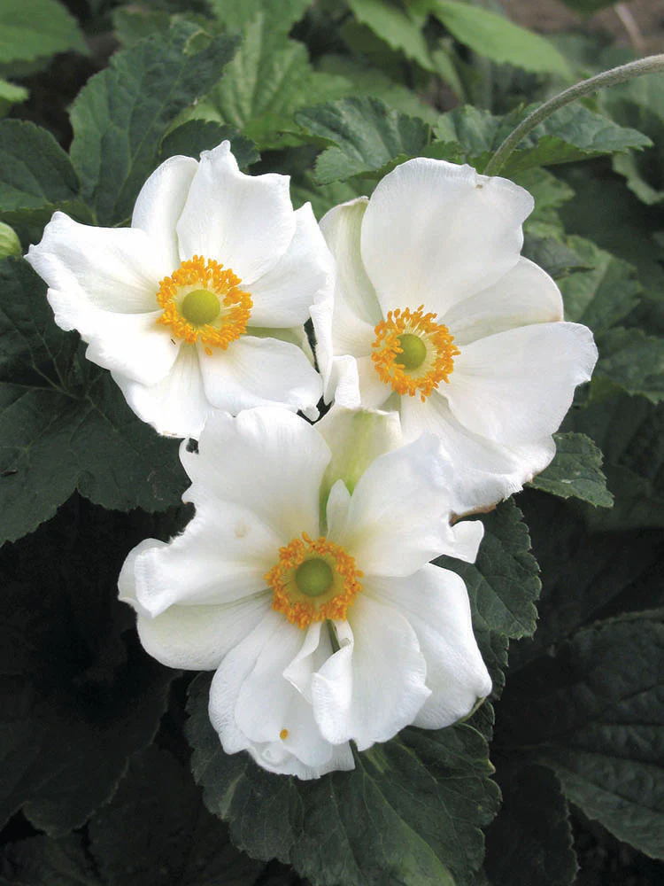 Anemone - Honorine Jobert, 1 Pack - Image 3