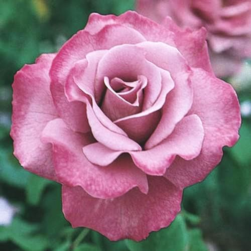 Angel Face - Weeks Rose