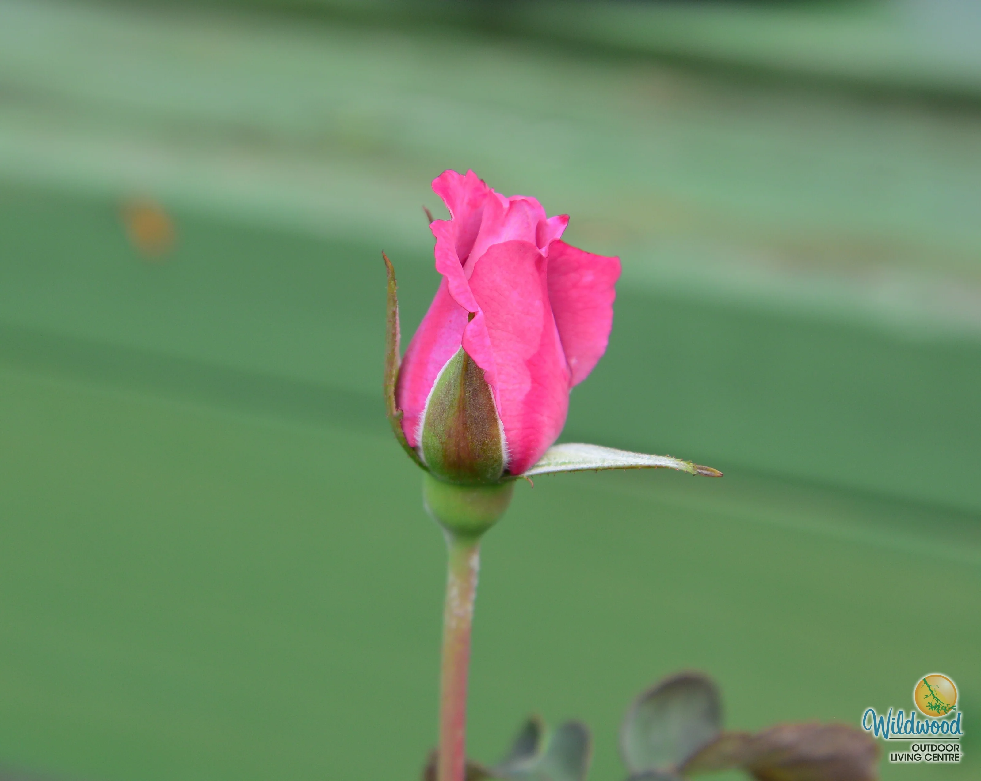 Angel Face - Weeks Rose - Image 5