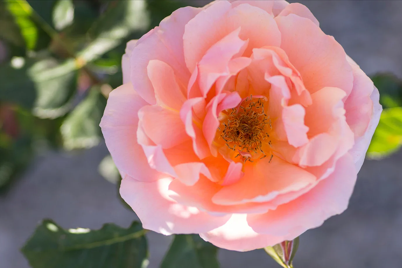 Apricot Candy - Star Roses and Plants - Image 2