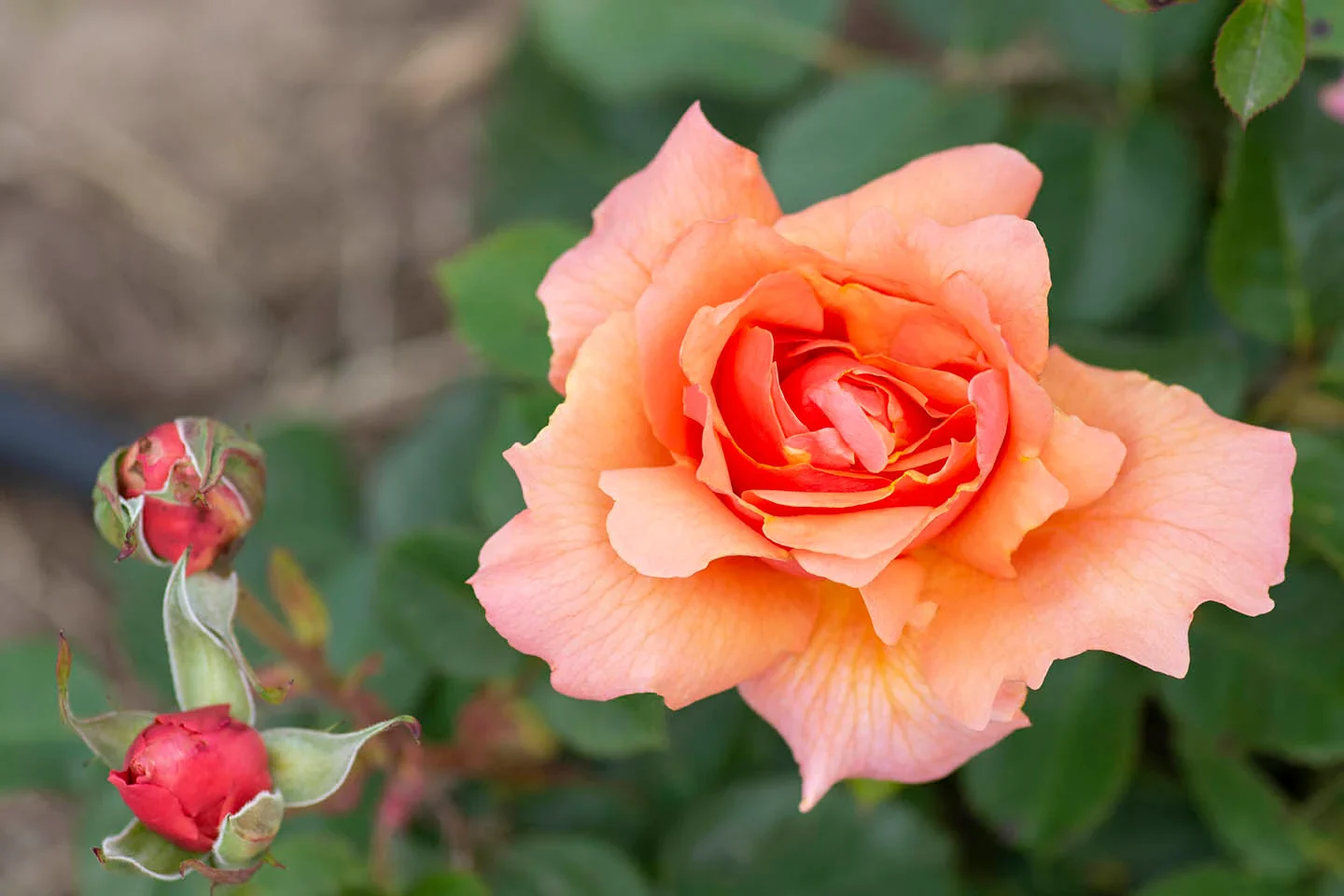 Apricot Candy - Star Roses and Plants - Image 3
