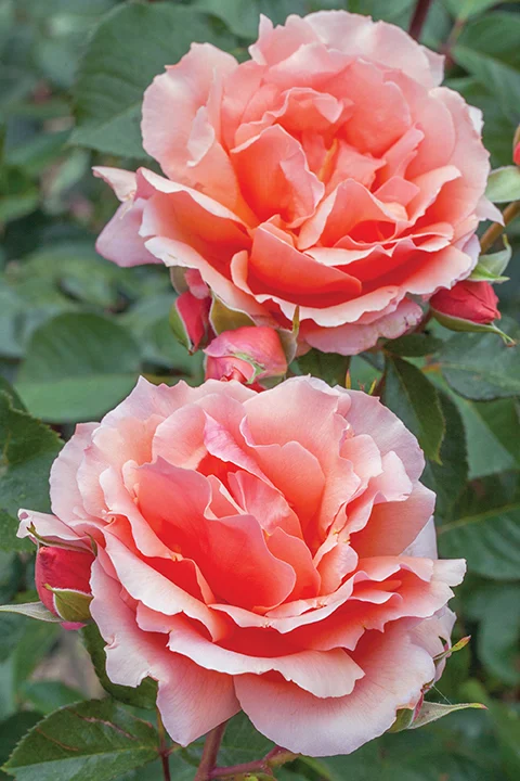 Apricot Candy - Star Roses and Plants - Image 4
