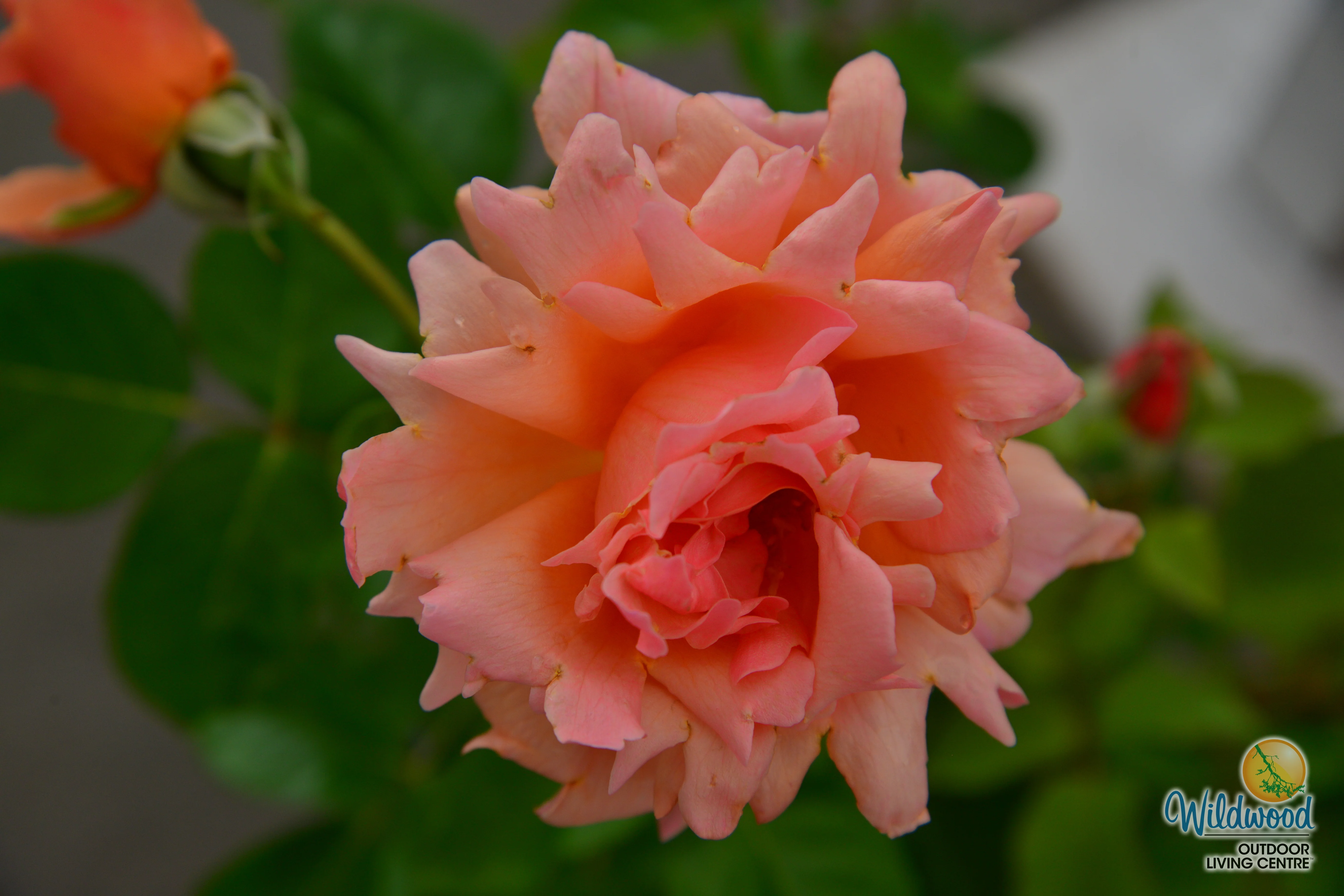 Apricot Candy - Star Roses and Plants - Image 5