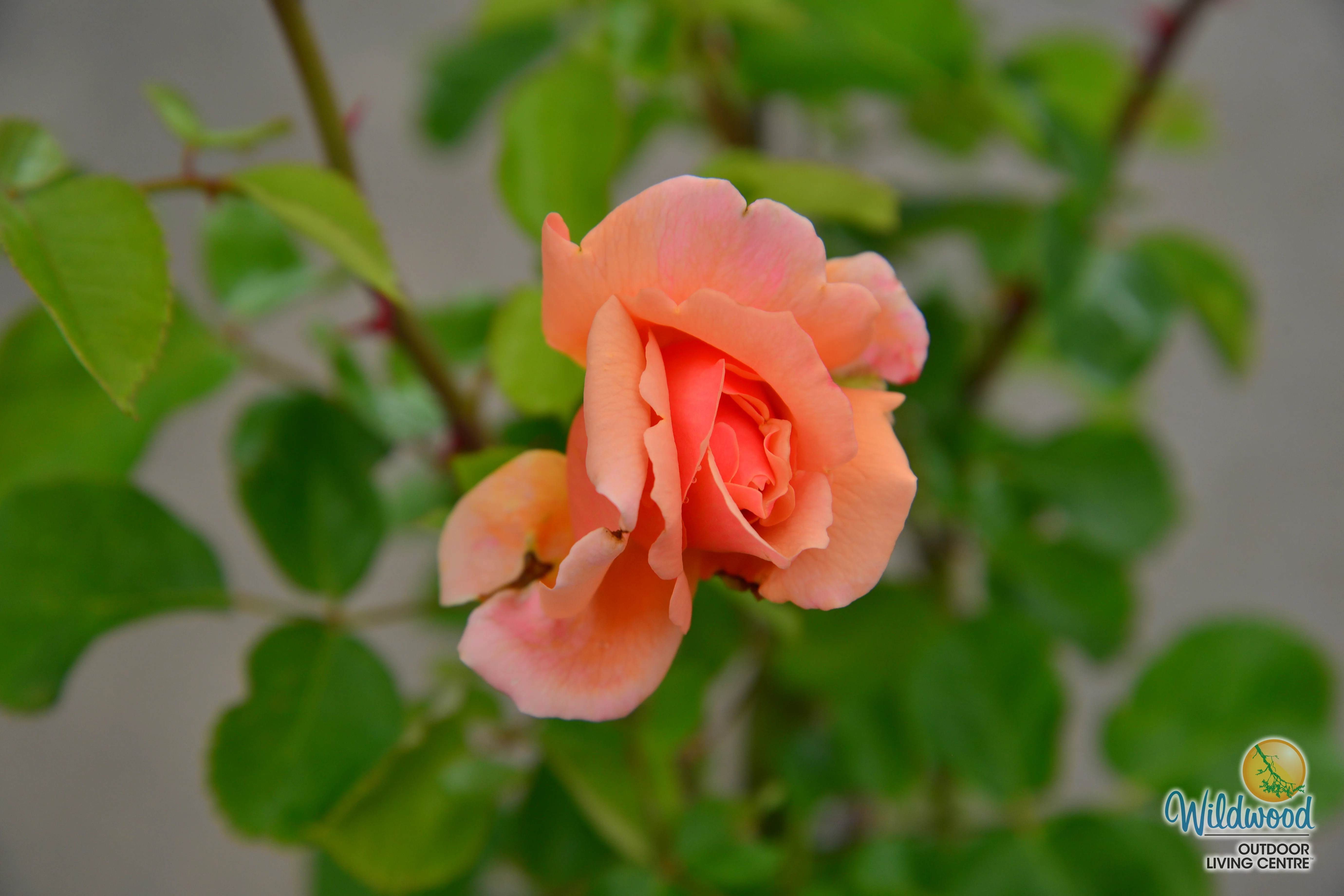 Apricot Candy - Star Roses and Plants - Image 6