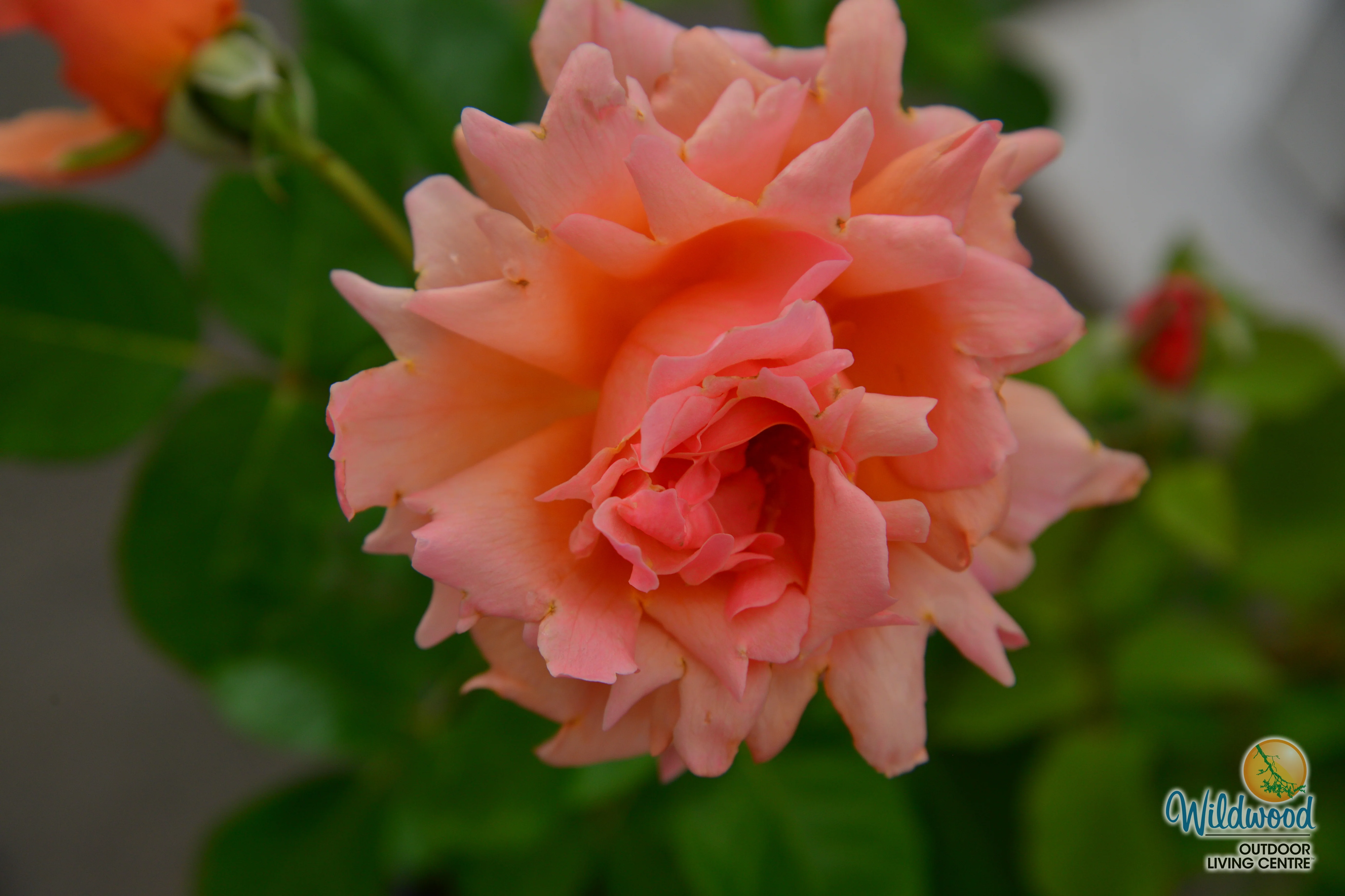 Apricot Candy - Star Roses and Plants - Image 7