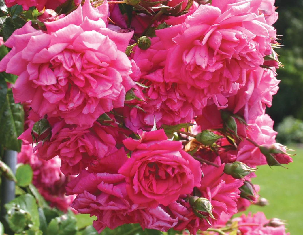 Arborose® Laguna™ - Kordes® Roses - Image 2