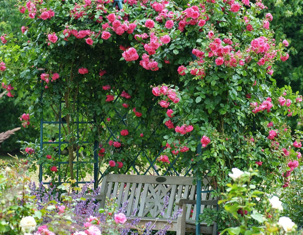 Arborose® Laguna™ - Kordes® Roses - Image 3