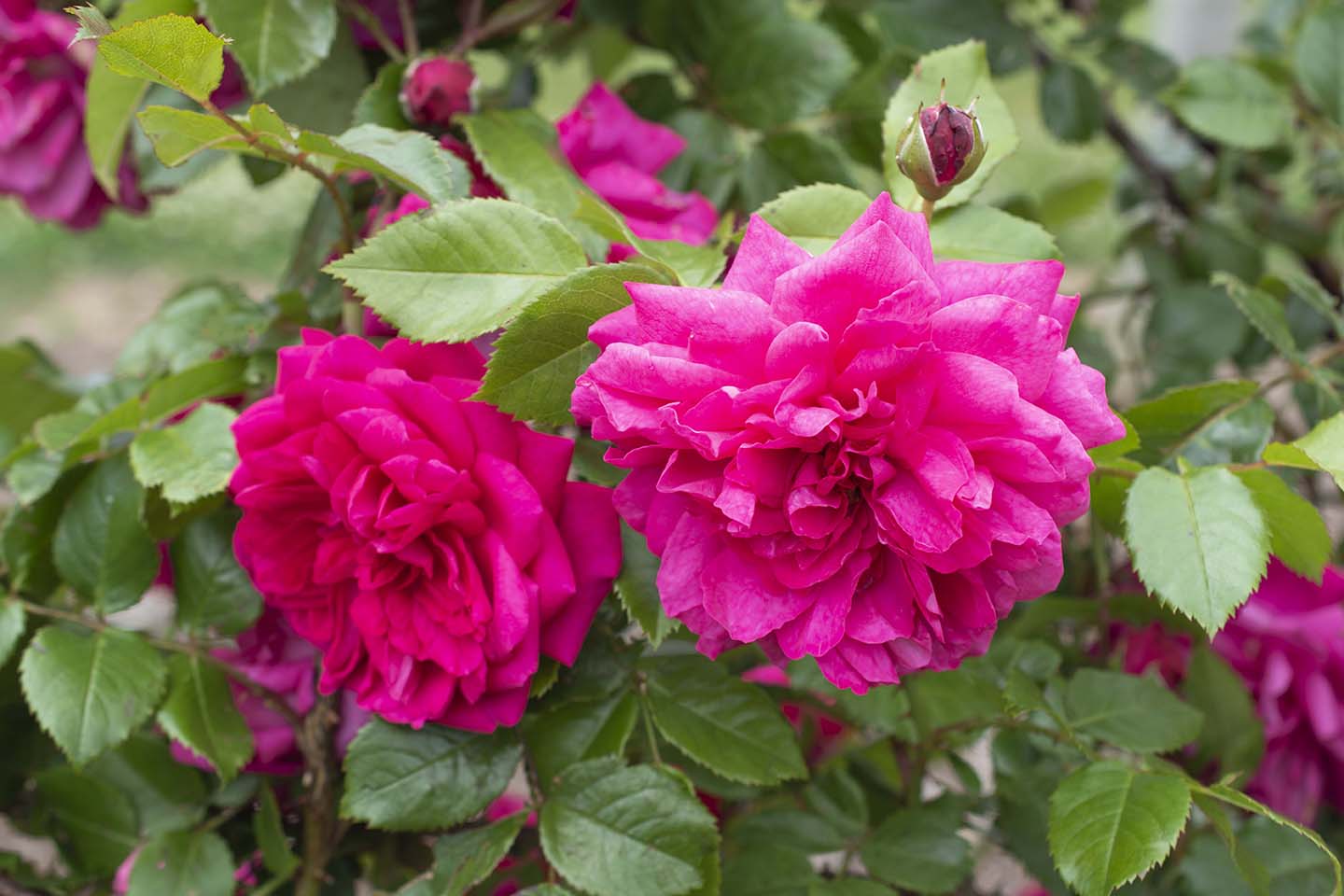 Arborose® Laguna™ - Kordes® Roses - Image 4