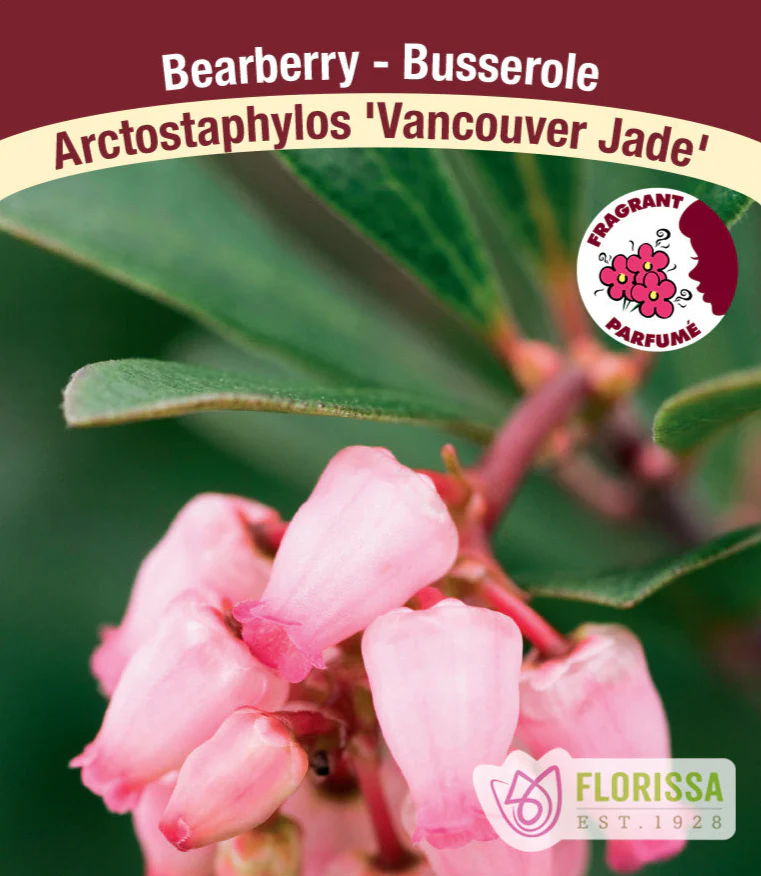 Bearberry - Vancouver Jade, 1 Pack