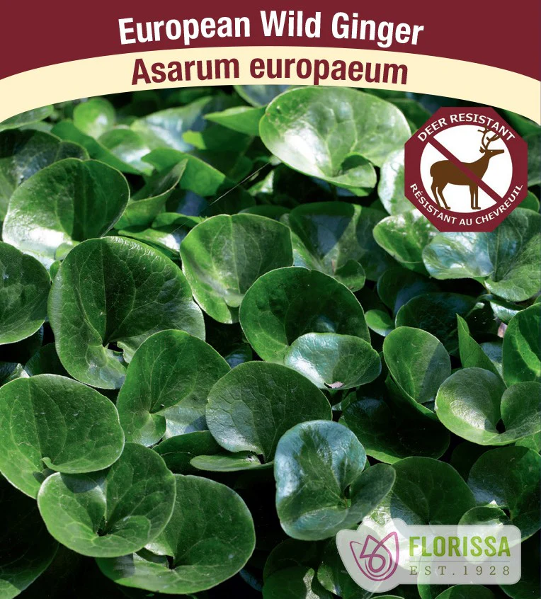 Wild Ginger - Europaeum, 1 Pack