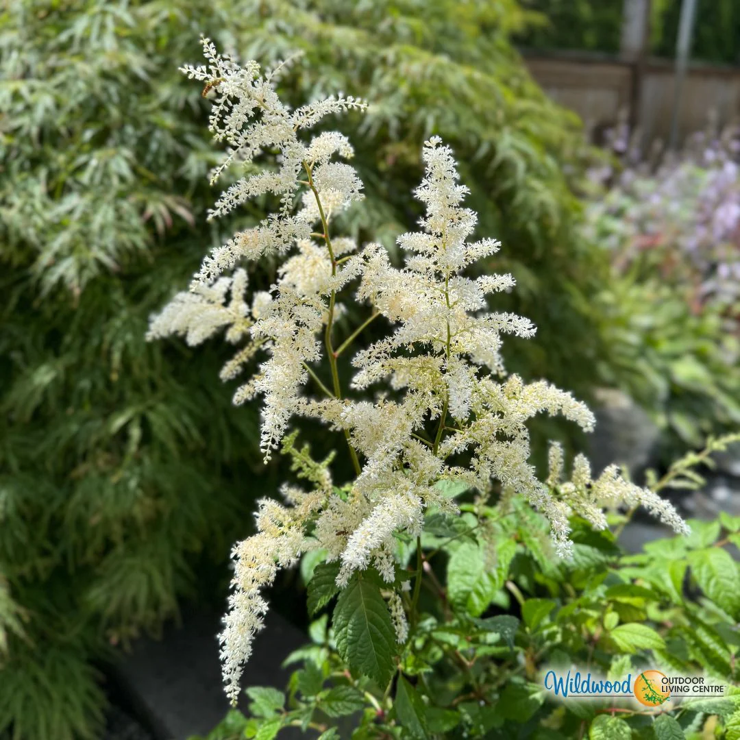 Astilbe - Bridal Veil , 1 Pack - Image 3