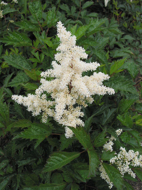 Astilbe - Bridal Veil , 1 Pack - Image 4