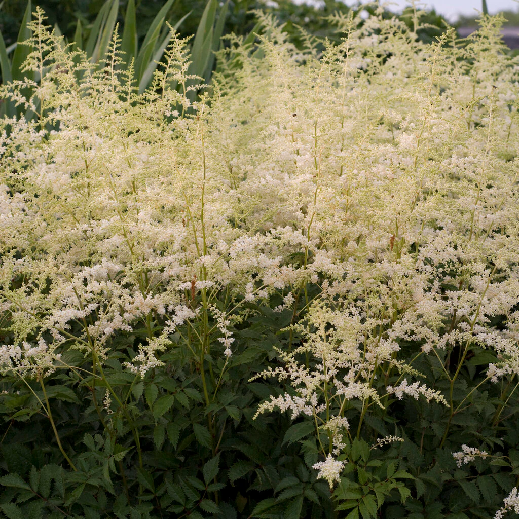 Astilbe - Bridal Veil , 1 Pack - Image 5