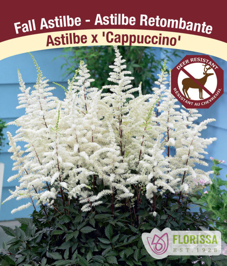 Astilbe - Cappuccino, 1 Pack