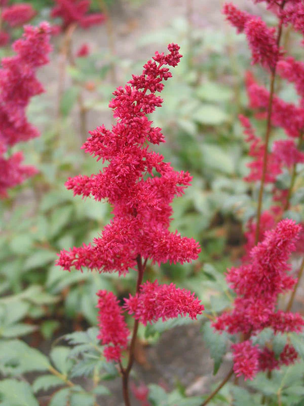 Astilbe - Fanal, 1 Pack - Image 2