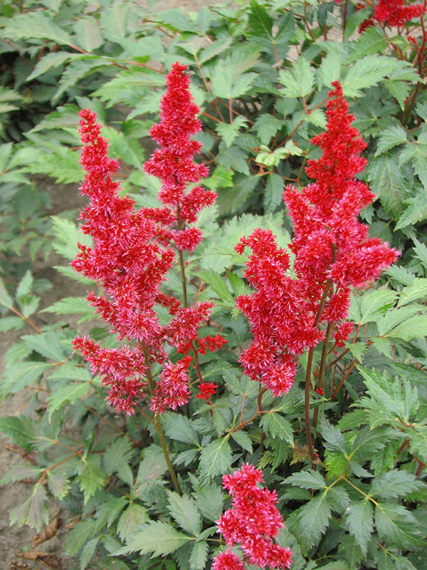 Astilbe - Fanal, 1 Pack - Image 3