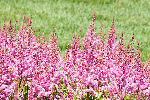 Astilbe - Maggie Daley , 1 Pack - Image 2