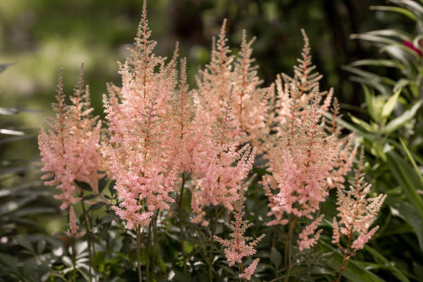 Astilbe - Peach Blossom, 1 Pack - Image 2