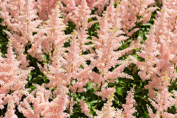 Astilbe - Peach Blossom, 1 Pack - Image 3