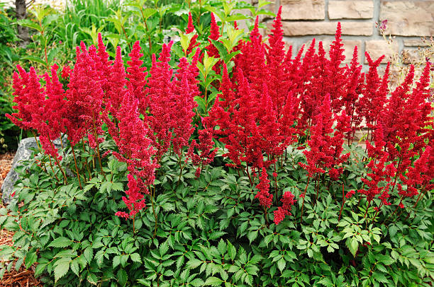 Astilbe - Red Sentinel, 1 Pack - Image 2