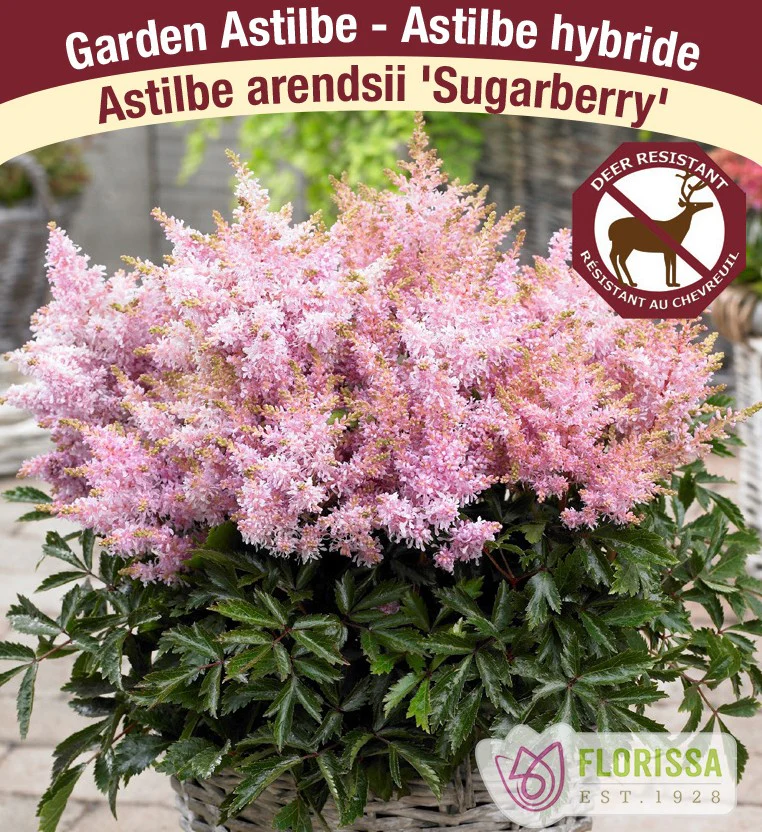 Astilbe - Sugarberry, 1 Pack