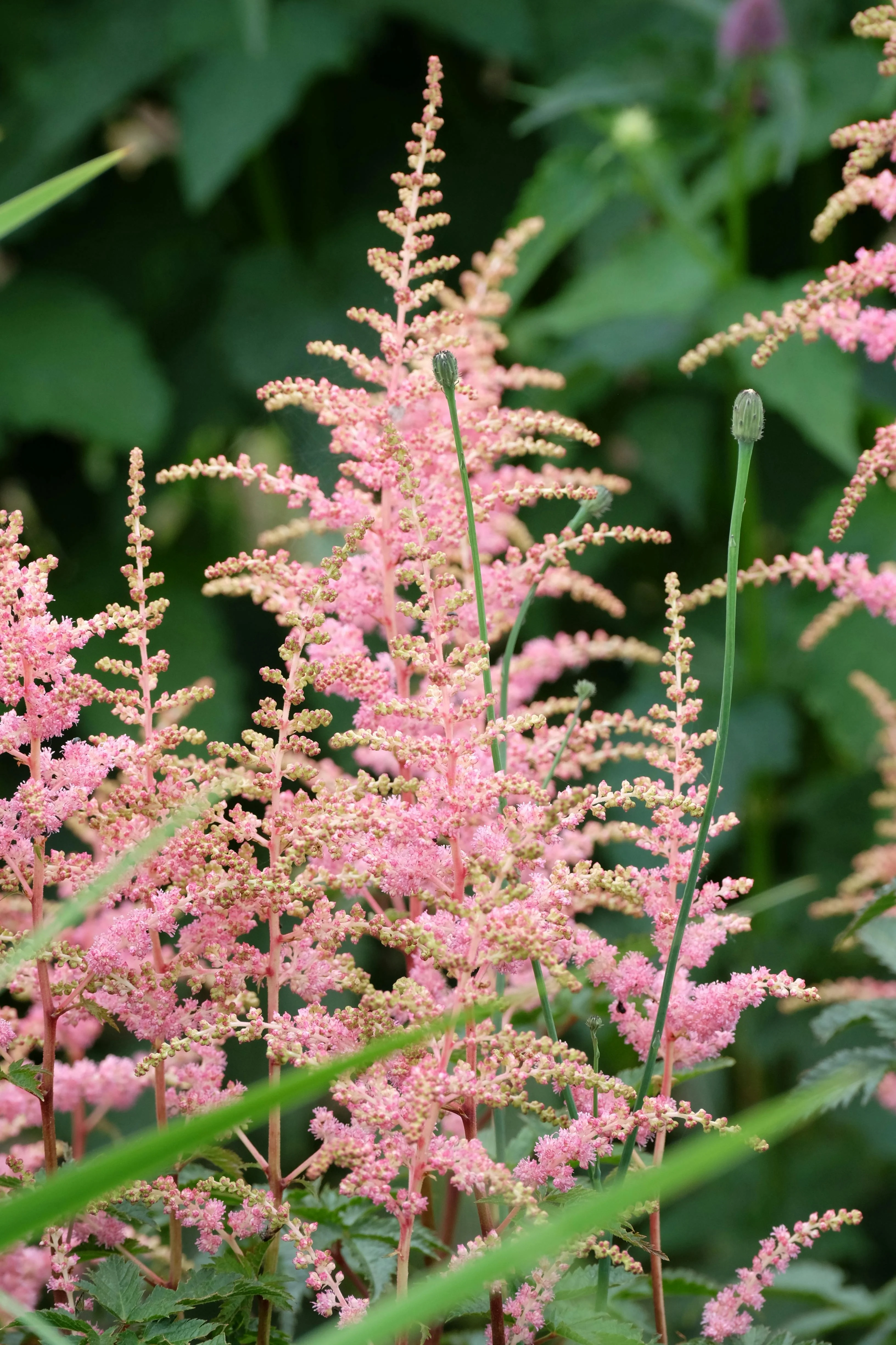Astilbe - Super Sprite, 1 Pack - Image 2