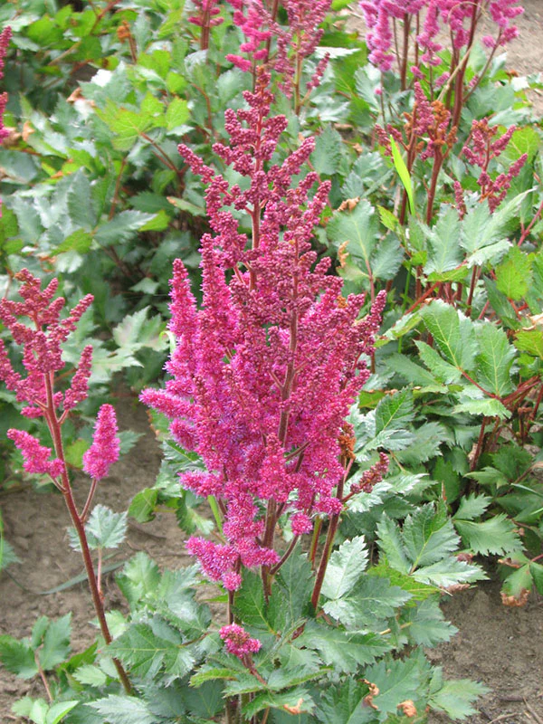 Astilbe - Vision in Red , 1 Pack - Image 3