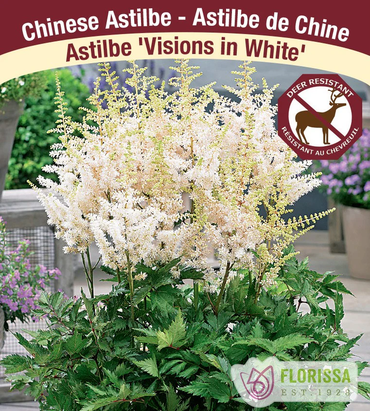 Astilbe - Vision in White, 1 Pack