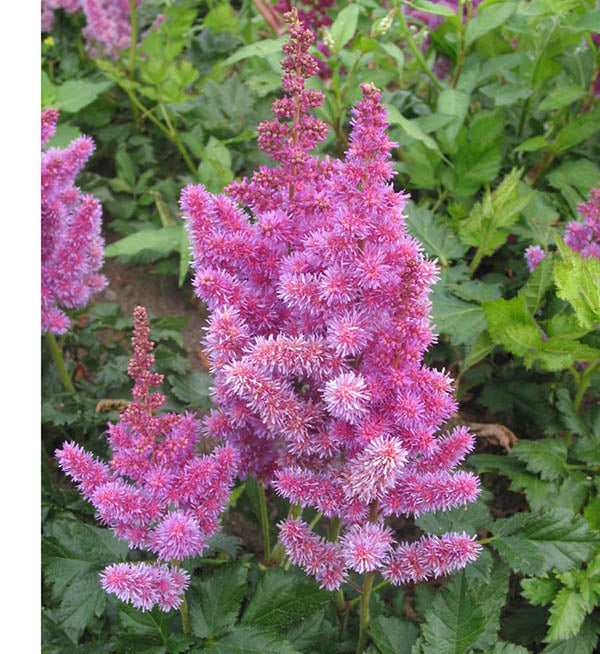 Astilbe  - Visions, 1 Pack - Image 2