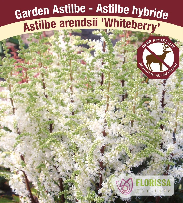 Astilbe - Whiteberry, 1 Pack