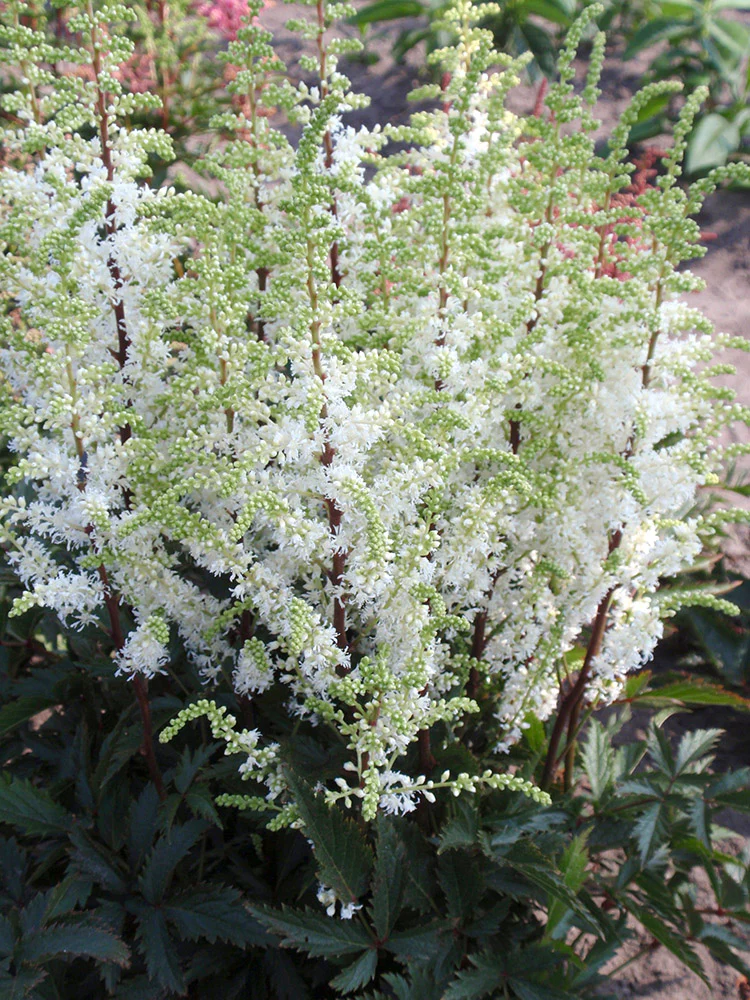 Astilbe - Whiteberry, 1 Pack - Image 2