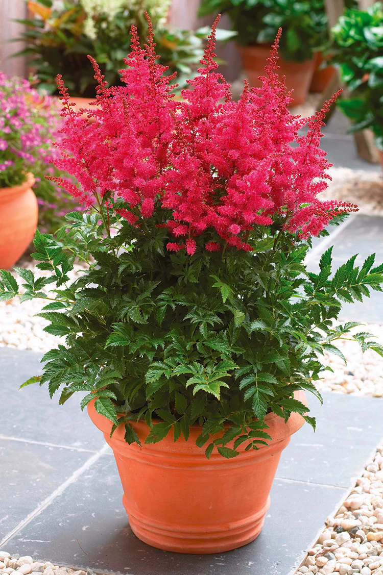 Astilbe - Younique Carmine, 1 Pack - Image 2