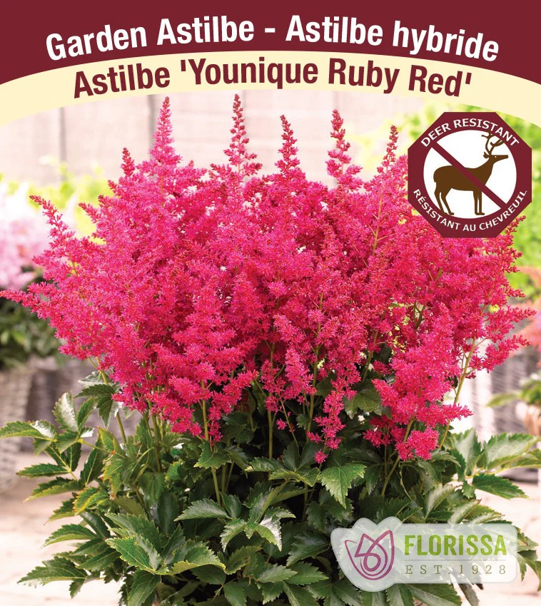 Astilbe - Younique Ruby Red, 1 Pack