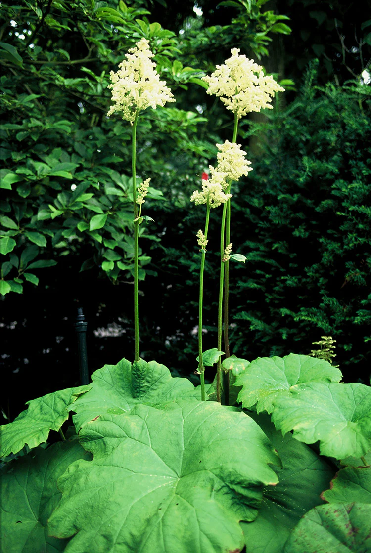 Astilboides Tabularis, 1 Pack - Image 2