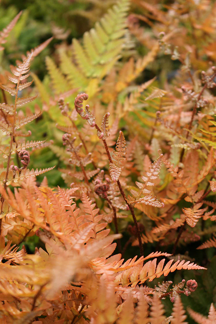 Shield Fern - Brilliance, 1 Pack - Image 2
