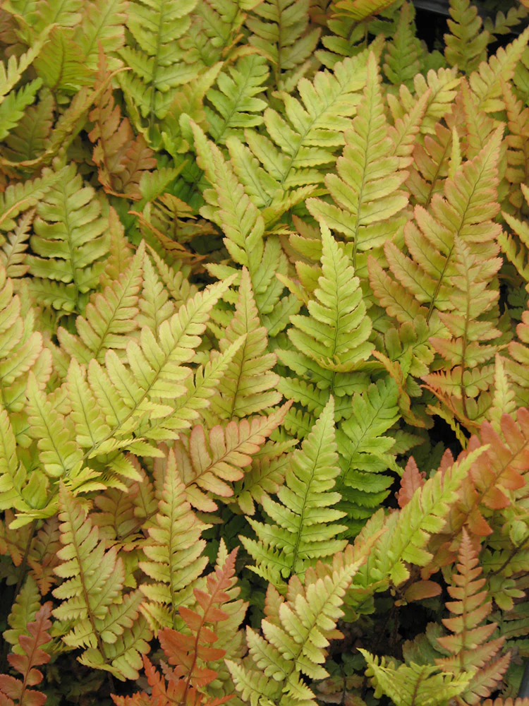 Shield Fern - Brilliance, 1 Pack - Image 3