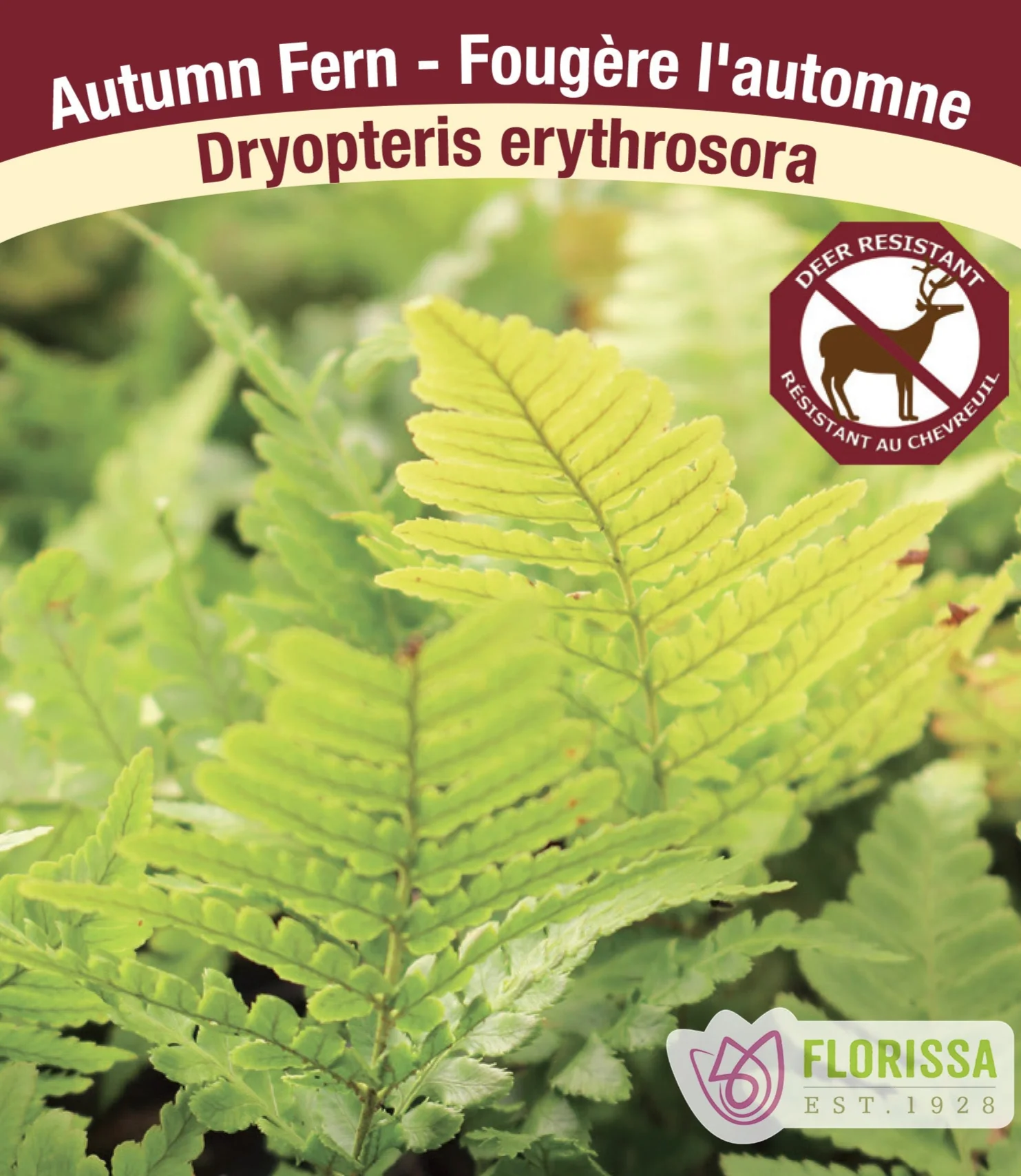 Autumn Fern - Erythrosora, 1 Pack