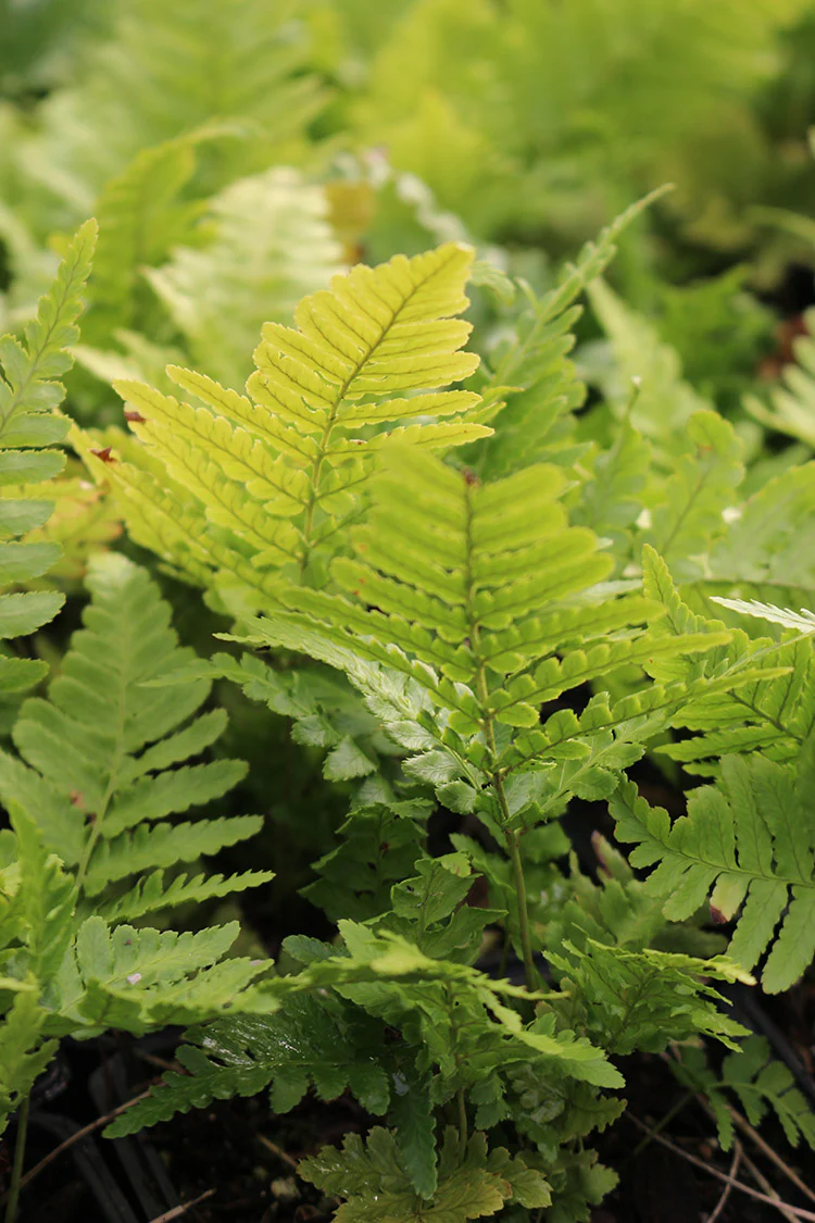 Autumn Fern - Erythrosora, 1 Pack - Image 2